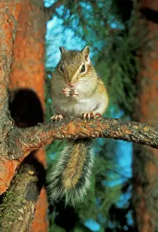 Andrey Zvoznikov: Siberian Chipmunk - feeding on pine tree
