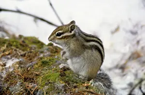 Sibiricus: Siberian chipmunk feeds on forest floor