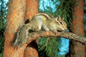 Andrey Zvoznikov: Siberian Chipmunk - hiding on pine tree