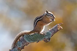 Sibiricus: Siberian Chipmunk (Tamias sibiricus) eating on