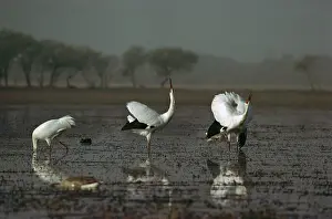 Leucogeranus: Siberian Crane - Displaying