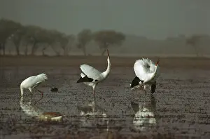 Keoladeo: Siberian crane (Grus leucogeranus) Endangered