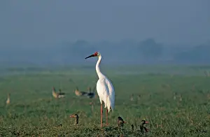 Leucogeranus: Siberian Crane on the mound