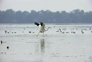Preparing: Siberian Crane - preparing to take off