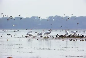 Leucogeranus: Siberian Cranes - in wetland habitat