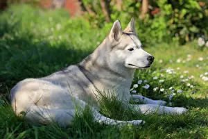 Sled: Siberian Domestic dog (Canis lupus familiaris)