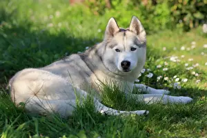 Sled: Siberian Domestic dog (Canis lupus familiaris)