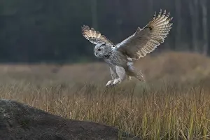Reeds: One Siberian Eagle Owl (Bubo bubo sibiricus)