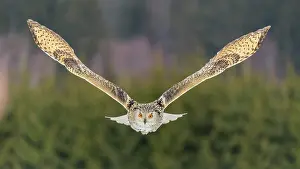 Sibiricus: Siberian Eagle Owl (Bubo bubo sibiricus), adult