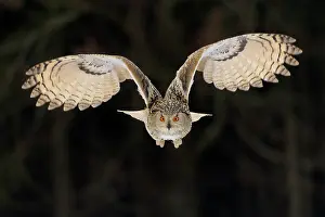 Sibiricus: Siberian Eagle Owl (Bubo bubo sibiricus), adult