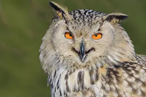Sibiricus: Siberian Eagle Owl (Bubo bubo sibiricus), adult