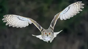 Sibiricus: Siberian Eagle Owl (Bubo bubo sibiricus), adult