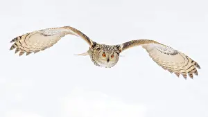 Sibiricus: Siberian Eagle Owl (Bubo bubo sibiricus), adult