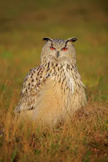 Sibiricus: Siberian Eagle Owl (Bubo bubo sibiricus), adult