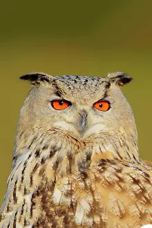 Sibiricus: Siberian Eagle Owl (Bubo bubo sibiricus), adult