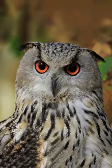 Sibiricus: Siberian Eagle Owl (Bubo bubo sibiricus), adult