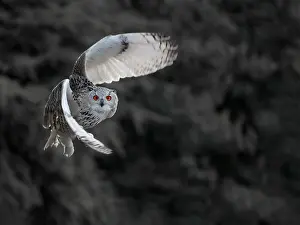 Sibiricus: Siberian Eagle-owl (Bubo bubo sibiricus) in fli