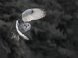 Sibiricus: Siberian Eagle-owl (Bubo bubo sibiricus) in fli