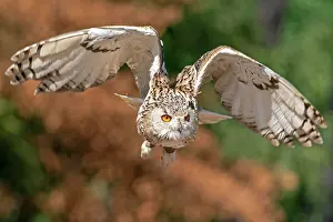 Sibiricus: Siberian Eagle Owl (Bubo bubo sibiricus) flying