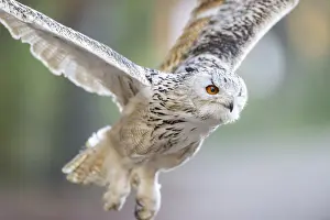 Lights: Siberian eagle-owl (Bubo bubo sibiricus) flying