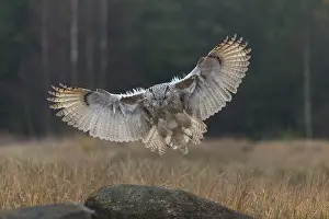 Reeds: One Siberian Eagle Owl (Bubo bubo sibiricus) landing on a