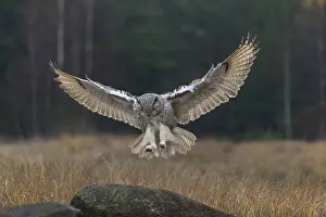 Reeds: One Siberian Eagle Owl (Bubo bubo sibiricus) landing on a