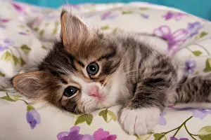 Gaze: Siberian Forest Cat, kitten