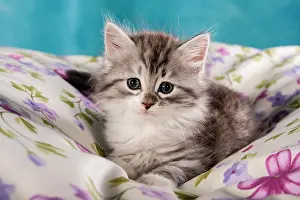 230518: Siberian Forest Cat, kitten