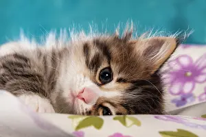 Cushion: Siberian Forest Cat, kitten