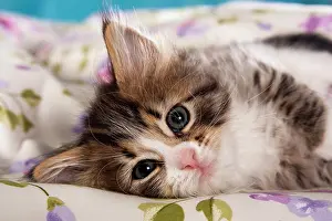 Pedigre: Siberian Forest Cat, kitten