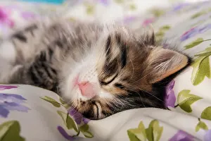 230518: Siberian Forest Cat, sleeping kitten