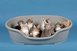 Punnet: Siberian forest cats, kittens, kittens, 7 weeks