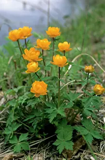 Globeflower: Siberian globeflower flowering on river Taz bank, spring