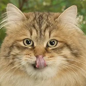 Bahaviour: Siberian golden spotted tabby cat licking nose with heart sh