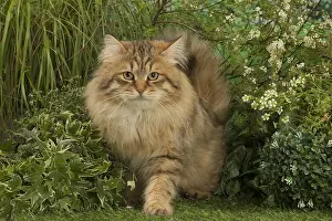 150518: Siberian golden spotted tabby cat outside in the garden