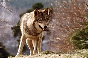 Elizabeth Bomford: SIBERIAN GREY WOLF
