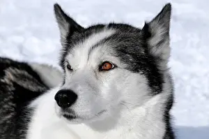 Huskies: Siberian Huskies, portrait, 6th International Sled