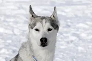 Huskies: Siberian Huskies, portrait, 6th International Sled