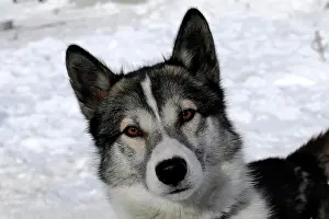 Huskies: Siberian Huskies, portrait, 6th International Sled