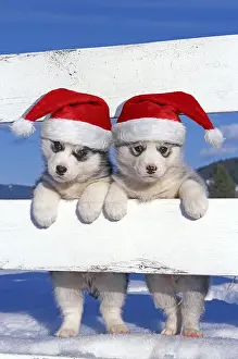 Facemask: Siberian Huskies - Two puppies standing looking