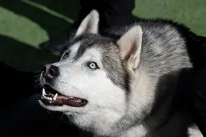 Christchurch: Siberian Husky