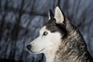 Sled: Siberian Husky, Austria, Europe