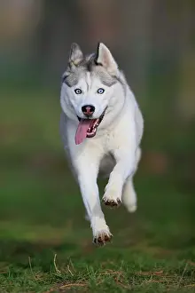 Sled: Siberian Husky bitch jumps over a meadow, Rhineland-Palatina