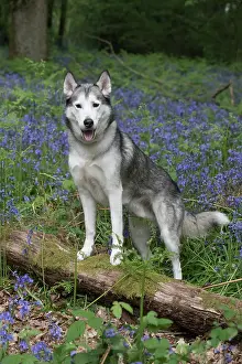 110717: Siberian Husky in Bluebells