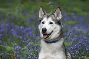 110717: Siberian Husky in Bluebells