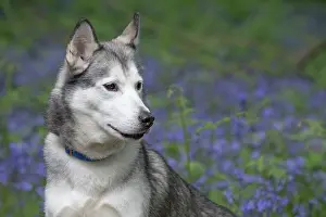 110717: Siberian Husky in Bluebells