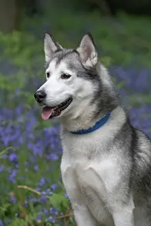 110717: Siberian Husky in Bluebells