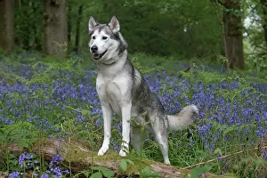 110717: Siberian Husky in Bluebells