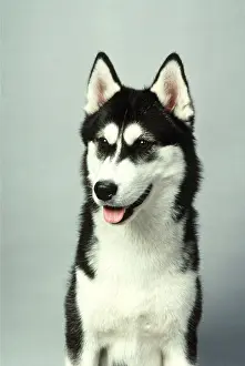 Huskies: SIBERIAN HUSKY DOG
