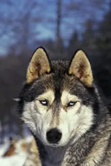 Sled: Siberian Husky Dog, Portrait of Adult
